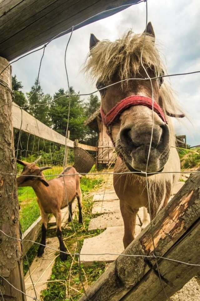 Шале Pienińskie Herbarium zdrowie i dobre samopoczucie Grywałd-41